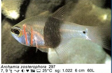 Archamia zosterophora